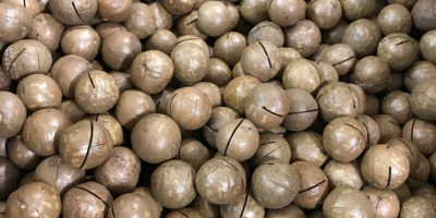 vindem nuci de macadamia naturale neprelucrate unice în cochilii