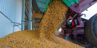 I sell corn grains. quantity 1000tons. location Bihor, Romania.