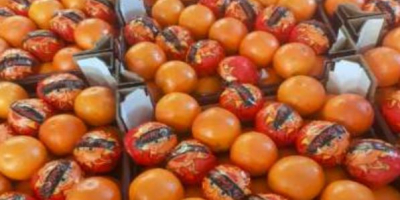 Das aktuelle Angebot umfasst rote Orangen Tarocco / Moro