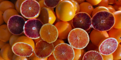 The current offer includes red oranges Tarocco / Moro