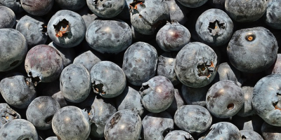 I will sell American blueberry in bulk. Country of