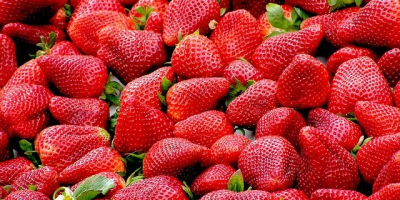 I will sell strawberries in bulk. Country of origin: