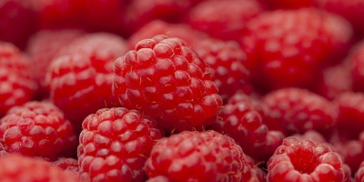 Wholesale quantities of raspberries for sale. Country of origin: