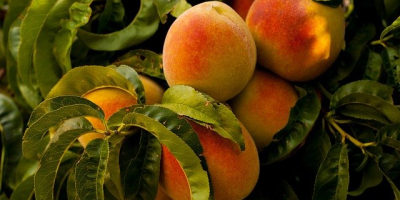 I will sell peaches in bulk. Country of origin: