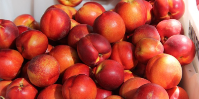 I will sell nectarines in bulk. Country of origin: