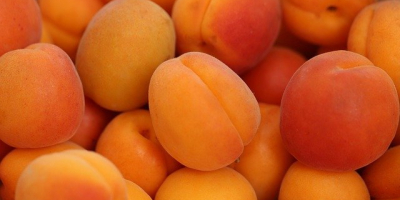 I will sell wholesale quantities of apricots. Country of