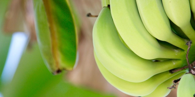 I will sell bananas from Ecuador in bulk. Email: