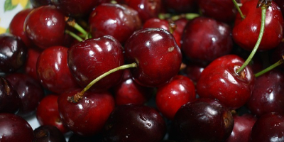I will sell cherries in bulk. Country of origin: