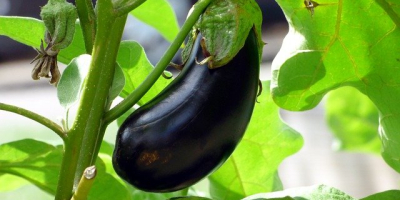 I will sell eggplants, wholesale quantities. Country of origin: