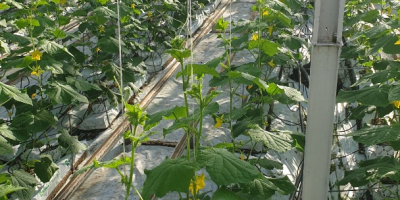 Hello, we are a producer of greenhouse ground cucumbers
