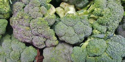 I will sell broccoli from Spain, wholesale quantities. Email: