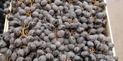 Hello, we are an importer of Moldova dark grapes.