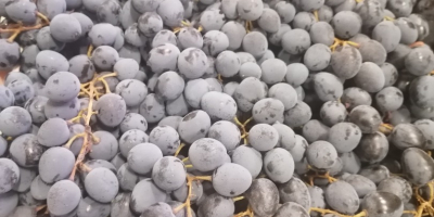 Hello, we are an importer of Moldova dark grapes.