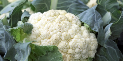I will sell cauliflower from Spain, wholesale quantities. Email:
