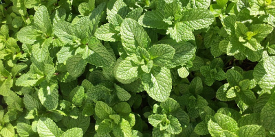 I will sell mint, wholesale quantities. Country of origin:
