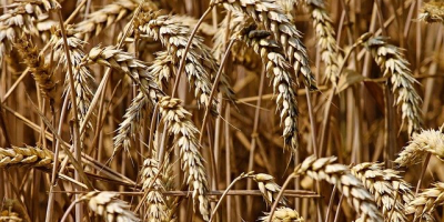 The enterprise sells wheat 100 tons