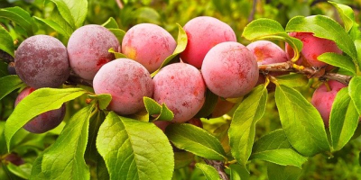 I will sell plums from Spain, wholesale quantities. Email: