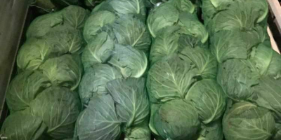 Young cabbage imported from Uzbekistan. I will provide more
