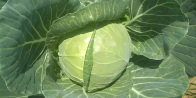Young cabbage imported from Uzbekistan. I will provide more