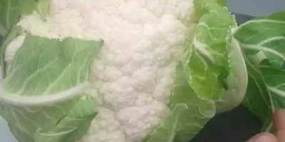Cauliflower from Uzbekistan, size 1 - 2.5 kg each.
