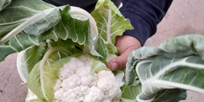Cauliflower from Uzbekistan, size 1 - 2.5 kg each.