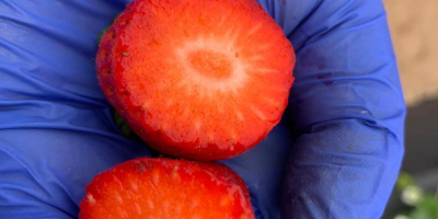 Der ägyptische Hersteller von gefrorenen Erdbeeren wird für die