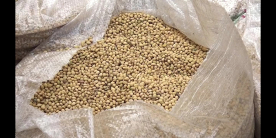 We sell good organic and conventional soybeans from West