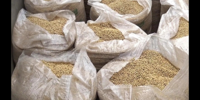 Vindem boabe de soia organice și convenționale din Africa