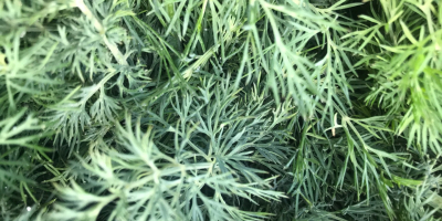 I will sell a beautiful dill, clean, dry, no