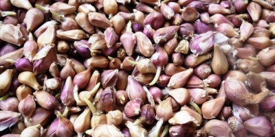Garlic seeds (VOZDUSHKA) variety &quot;SOFIEVSKY&quot; 100% germination Aerial garlic