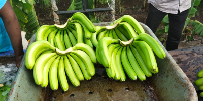 Cavendish Banana Größe -11 bis 18 cm. Fruchtfleisch bis