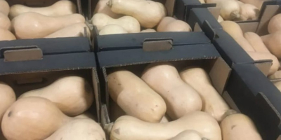 We sell fresh butternut squash. For questions, just let