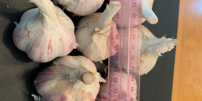 Large amount of garlic available. If interested, just let