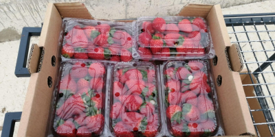 Unsere Erdbeeren werden in Sinop angebaut. Wir garantieren Qualität