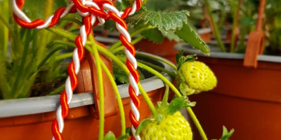 STRAWBERRIES ON ROD IN POTS. The price is between
