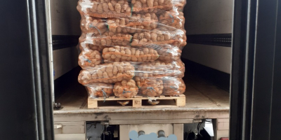 White and red potatoes, 1000t very good quality. We