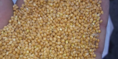 Yellow millet 100 tons and red 50 tons in