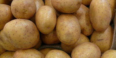 I will sell very tasty Vinete potatoes. More information
