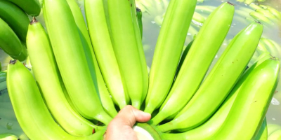 Bananenlieferungen - Großhandelslieferanten Bananen sind eines der wenigen Produkte,