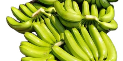Бананови консумативи - доставчици на едро Бананът е един
