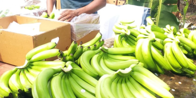 Banán kellékek - nagykereskedelmi beszállítók A banán azon kevés