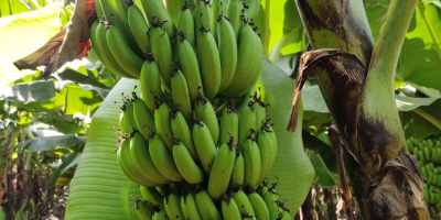 Поставки бананов - оптовые поставщики Бананы - один из