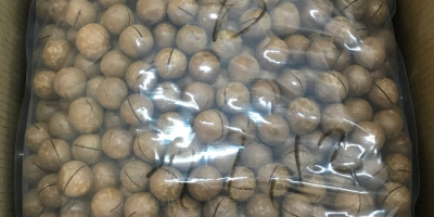 Hello, we sell exotic natural unprocessed macadamia nuts in