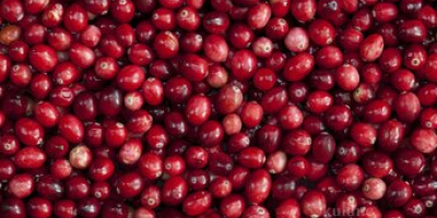 Frozen cranberry for sale by agricultural cooperative. Origin: cultivated