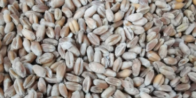 Voi vinde semințe de mazăre - SALAMANKA C2. Semințele