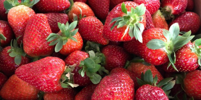 Der Verkauf von Erdbeeren hat begonnen !! Der Verkauf