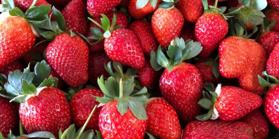 Der Verkauf von Erdbeeren hat begonnen !! Der Verkauf