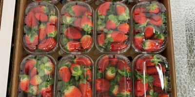 Strawberry sales started !! Strawberry sales have begun! Packing