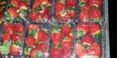 Strawberry sales started !! Strawberry sales have begun! Packing