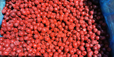 Pited sourcherries Oblacinska Quality A grade Quantity 40 tons